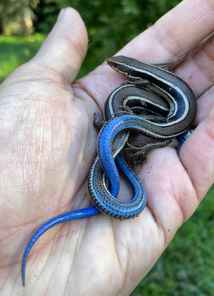 Western Skinks